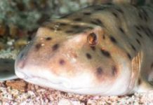 Miss Helen, shark stolen in a pram, recovering in US aquarium