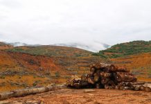 Palm oil threatens indigenous life in Malaysia