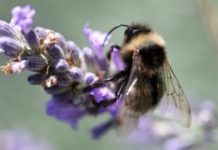 US wildlife refuges end ban on neonics and GM crops