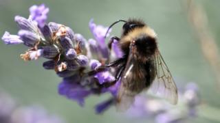 102826086_bee_bbc.jpg