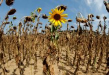 Earth at risk of tipping into hellish 'hothouse' conditions