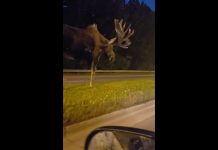 WOW! A Giant moose wandering in the streets of Alaska.