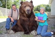 Living with HUGE BEARS! >> Our Big Bear Family