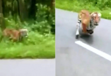 Two bikers escape a Tiger attack. Watch the video HERE!